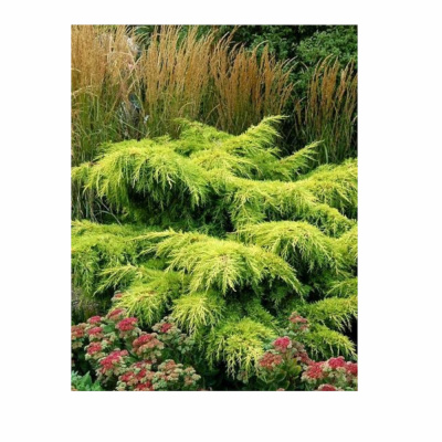 Можжевельник сред. Gold Star (П)