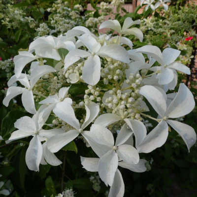 Гортензия метельчатая Стар Роуз (С3)