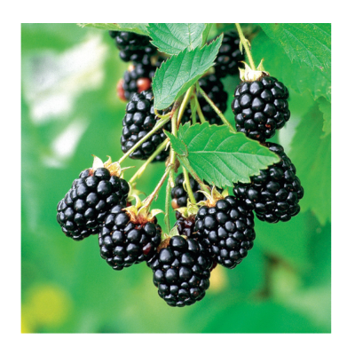 Ежевика Вождь Джозеф/ЦКор