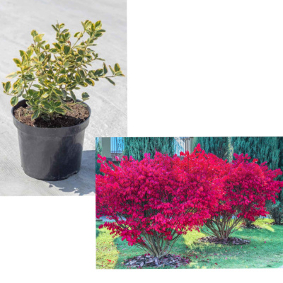 Бересклет куст декор 