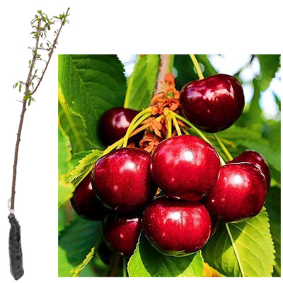 Вишня Шоколадница зкс/