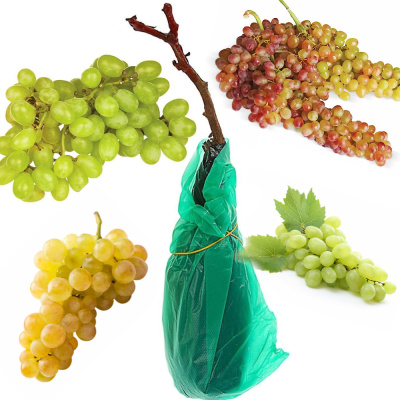 Виноград