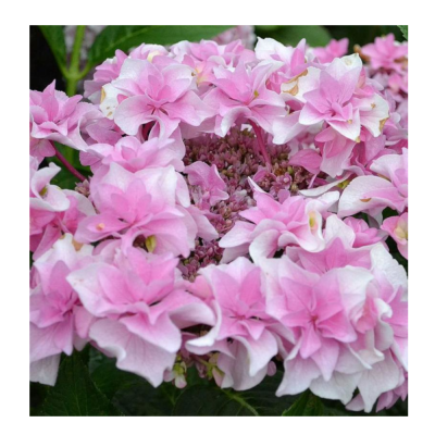 Гортензия крупнолистовая Доппио Роза/ЦКорЛюкс