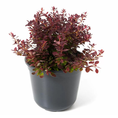 Барбарис Тун. Summer Chocolate с5 40-60