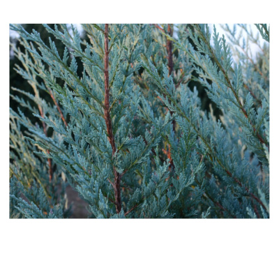 Можжевельник скал Мунглоу С3