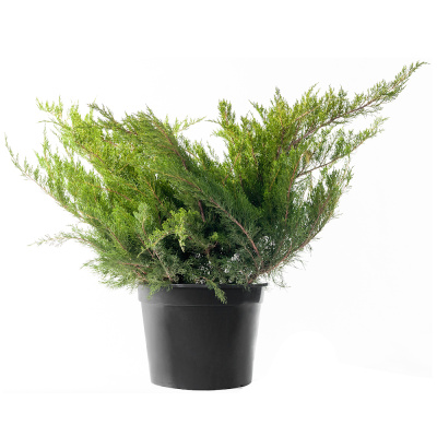 Можжевельник ср.Минт Джулеп С5/15-20