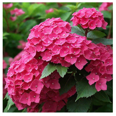 Гортензия крупнолистовая Пиа/ЦКор