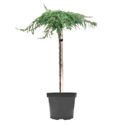 Можжевельник обыкновенный Лемон Карпет на штамбе C15