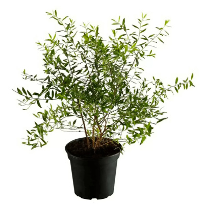 Спирея серая Грефшейм С3/40-60