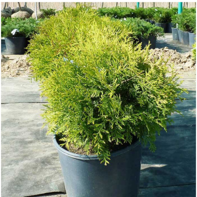 Туя зап.Golden Globe c 3/5 30-50