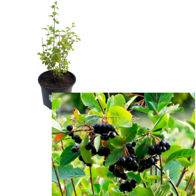 Арония черноплодная (С5/С7,5)