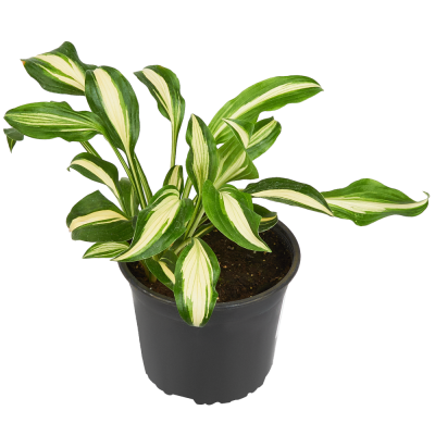 Хоста волнистая Медиовариегата/К