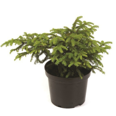 Ель обык. Compacta с3 25-40