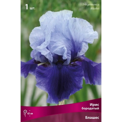 Ирис бородатый Блашес/К