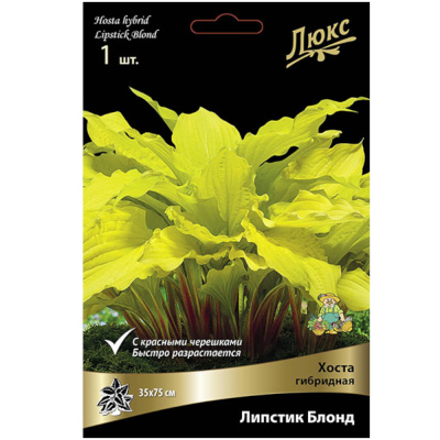 Хоста гибридная Липстик Блонд*/К