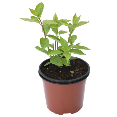 Гортензия метельчатая Диамантино (С5/С7,5)