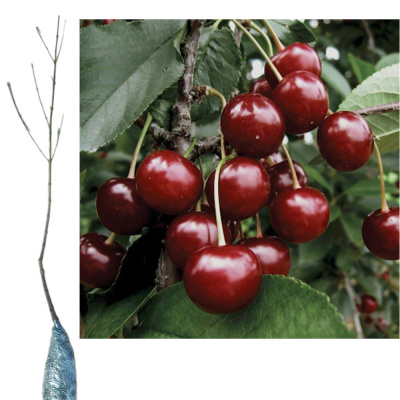Вишня Эдри Крупноплодная