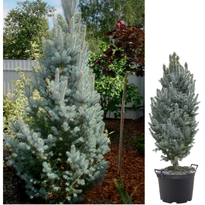 Ель кол. Iseli Fastigiata с25 100-125