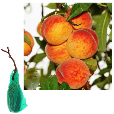 Персик Колонновидный Золотой триумф/С