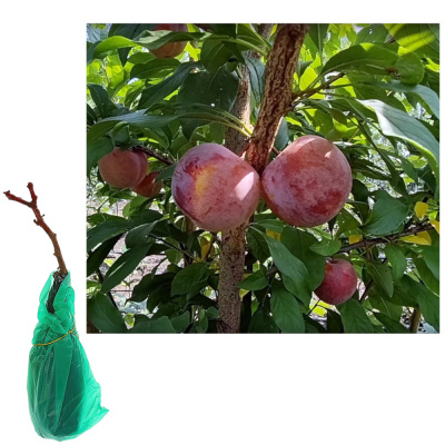 Плуот (гибрид) Гео Прайд/С