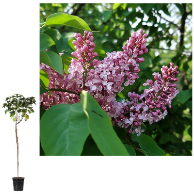 Сирень венгерская с7,5/10