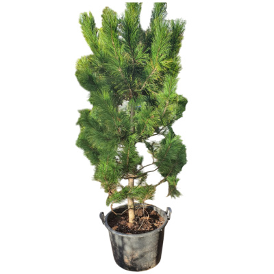 Можжевельник вирг.Хетц С5/20-40