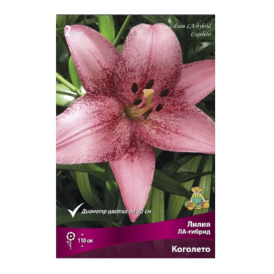 Лилия ЛА-гибрид Коголето 14-16/К 2шт