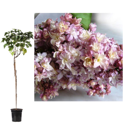 Сирень обыкновенная Федерико Гарсиа Лорка (С3,5)