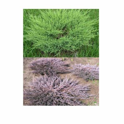 Можжевельник гор. Andorra Compact (П)