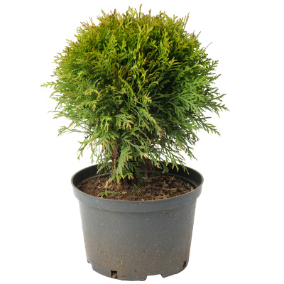 Туя Даника С5/20-30