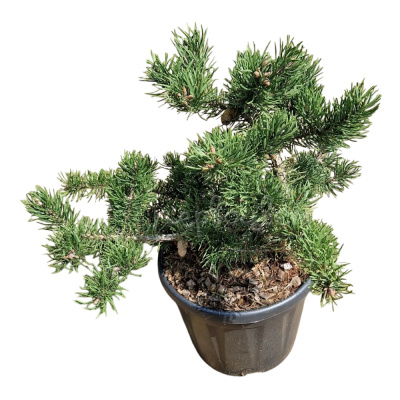 Сосна Банкса Велда C8