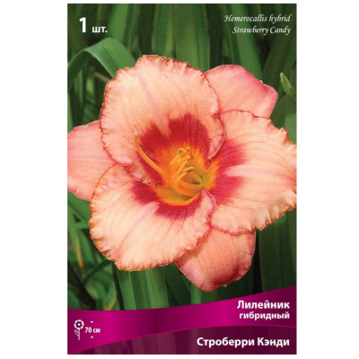 Лилейник гибридный Строберри Кэнди