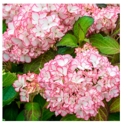 Гортензия крупнолистовая Сальса/ЦКорЛюкс