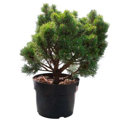 Сосна горная крючковатая Хайдеперле С12