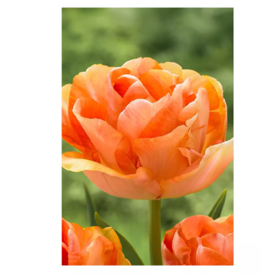 Тюльпан махровый поздний Чарминг Бьюти 11-12/К поштучно