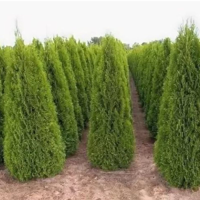 Туя Смарагд 17/50