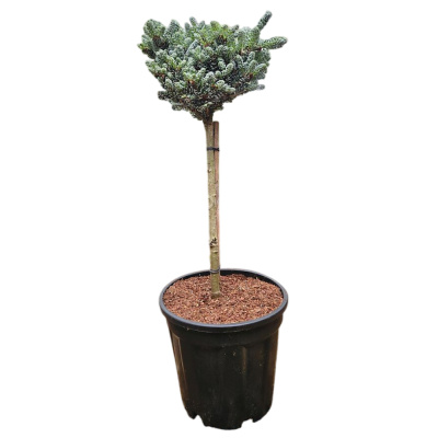 Пихта корейская Когоутс Айсбрейкер на штамбе C6