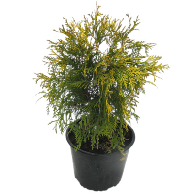 Туя зап. Golden Globe с5 40-50