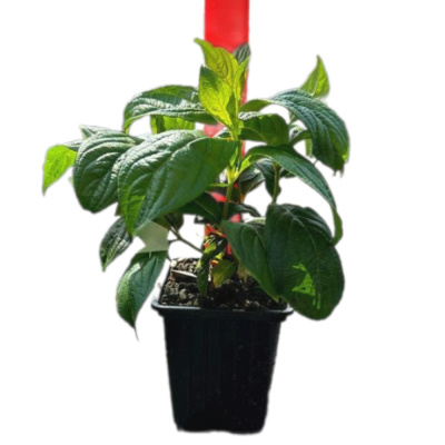 Вейгела цв. ЛаймМонста С3/20-40