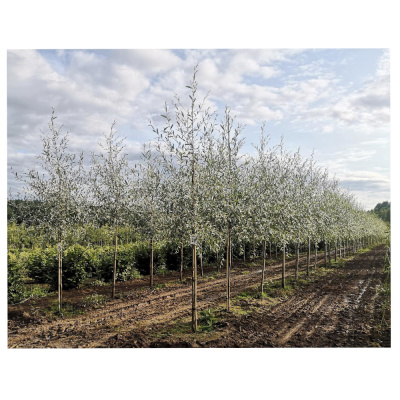 Ива "Белая серебристая"