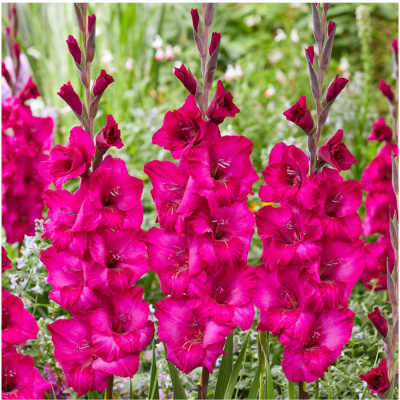 Гладиолус Натан 10-12/К 10шт