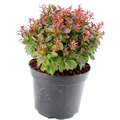 Барбарис Тун. Bagatelle с2/3 10-20