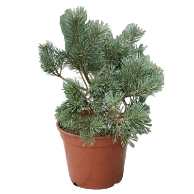 Сосна обыкновенная Чантри Блю C11