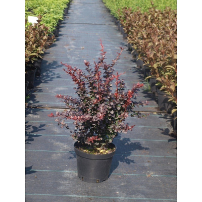 Барбарис Тунберга Дартс Ред Леди С5 30-40