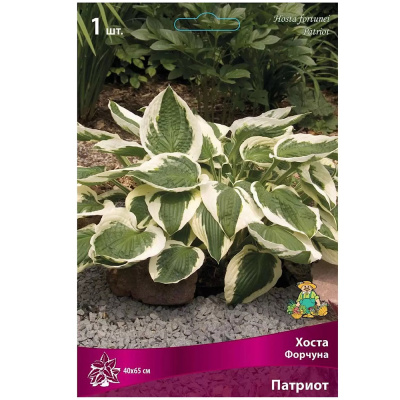 Хоста Форчуна Патриот/К