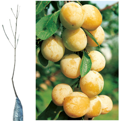 Слива колоновид. Мирабелла (П)