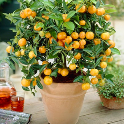 Цитрус Мандарин/ЦКор